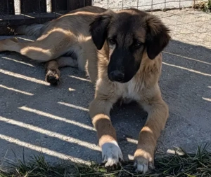 Flint, geb. ca. 03 2025, lebt in GRIECHENLAND, auf einer privaten Pflegestelle Bild 3