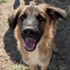 Flint, geb. ca. 03 2025, lebt in GRIECHENLAND, auf einer privaten Pflegestelle