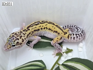 - Leopardgecko Nachzuchten 2025, versch. Farbformen Bold Stripe Bandit,Black Night,Radar,Tangerine