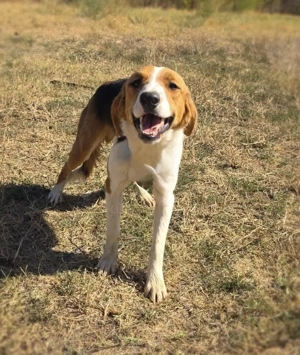 Benji ein freundlicher Familienhund 