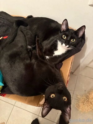 Kitten suchen dringend ein neues Zuhause!