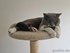 Deckkater mit Stammbaum 