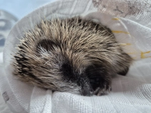 Igelhilfe braucht Unterstützung