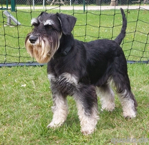 Zwergschnauzer silber&schwartz Rüden 