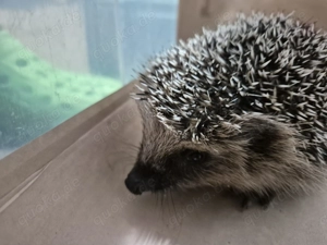 Nassfutter für Katzen gesucht für hilfsbedürftige Igel