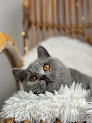 BKH Deckkater mit Stammbaum Bild 2