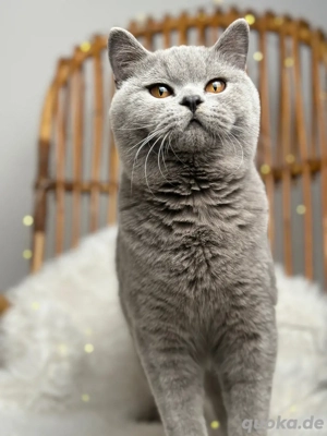 BKH Deckkater mit Stammbaum Bild 3