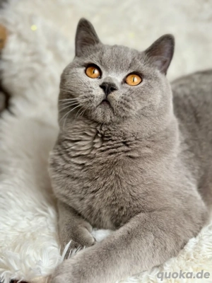 BKH Deckkater mit Stammbaum Bild 5