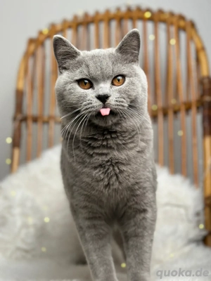 BKH Deckkater mit Stammbaum Bild 4