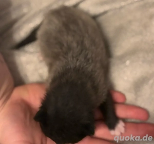 baby katzen suchen ein neues  zu Hause