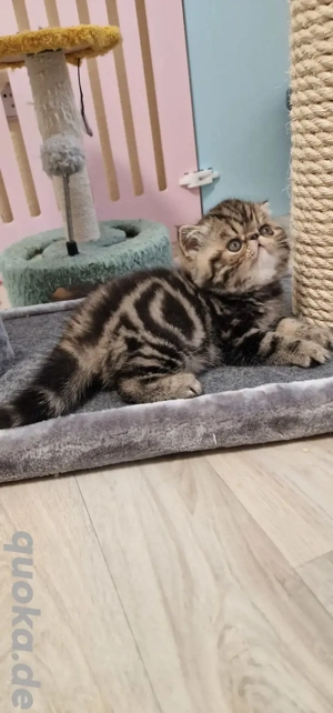 Exoticshorthair, Kurzhaar-Perser 