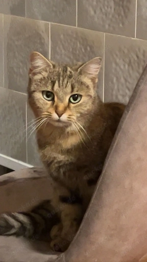 Katze in liebevolle Hände abzugeben