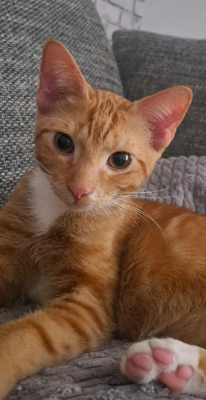 Klein Bruno in liebevolle Hände abzugeben 