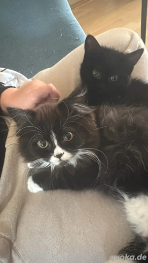 Kitten 13 Wochen beides weibchen