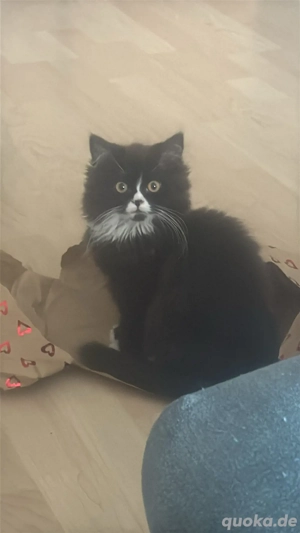 Kitten 13 Wochen beides weibchen Bild 2