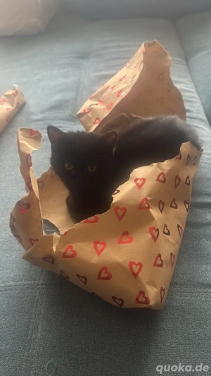 Kitten 13 Wochen beides weibchen Bild 3