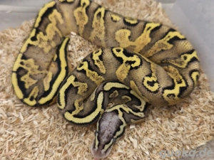 1.0 Pastel GHI Fire Vanilla het Clown NZ25 Königspython 