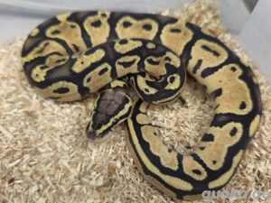 1.0 Pastel Fire Vanilla het Clown NZ25 Königspython 