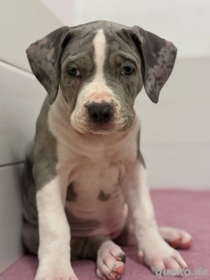 nur noch ein weibchen sucht ihr zuhause 