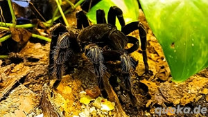 Vogelspinne  mit Terra & Beleuchtung  Bild 3 Vogelspinne  mit Terra & Beleuchtung  Bild 3