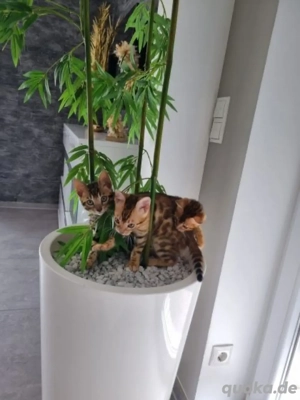3 wunderschöne Bengalkatzen ab sofort abgabebereit