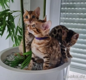 Bengalkatzen bereit für ein neues Zuhause