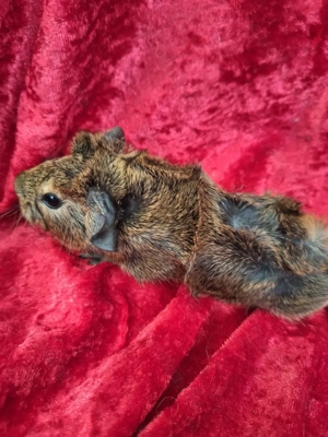 Meerschweinchen Babys Weibchen