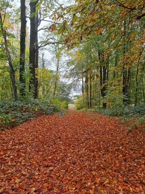 Affäre gesucht in Bad Segeberg 