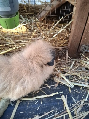 Junges California Böckchen