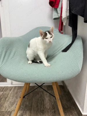 Takos sucht sein Für-immer-Zuhause - ein fröhlicher junger Kater Bild 5