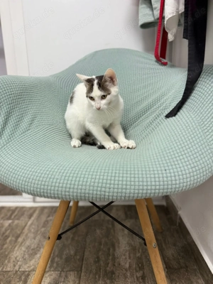 Takos sucht sein Für-immer-Zuhause - ein fröhlicher junger Kater Bild 4