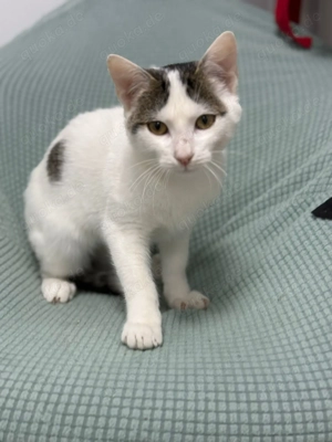Takos sucht sein Für-immer-Zuhause - ein fröhlicher junger Kater Bild 2