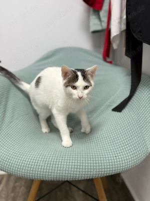 Takos sucht sein Für-immer-Zuhause - ein fröhlicher junger Kater Bild 3