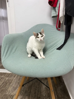 Takos sucht sein Für-immer-Zuhause - ein fröhlicher junger Kater Bild 6