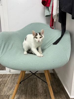 Takos sucht sein Für-immer-Zuhause - ein fröhlicher junger Kater Bild 7
