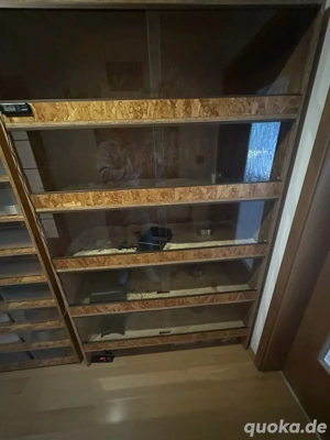 5 er Terrarack aus OSB Platten mit Heitzmatten.