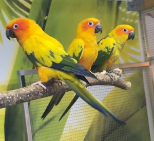 Sonnensittich 2,0 von Juni 2024 und August 2025