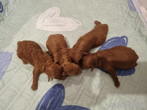 Toypudel welpen(Rüden)