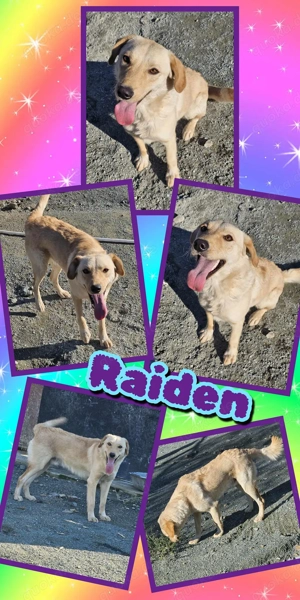 lustiger, verspielter, sehr menschenbezogener, hübscher Traumrüde "Raiden" sucht ein schönes Zuhause