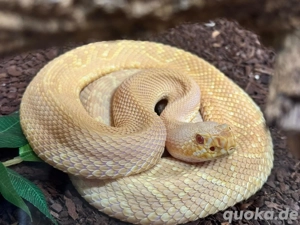 östliche Diamantklapperschlange 