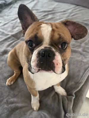 französische Bulldoggen