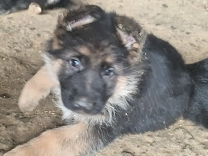 12 Wochen alte Schäferhundhündin