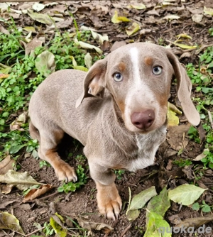 Zwergdackel Dackel Rüde mit Laboklin Gen Test