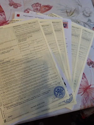 Grieschiche Landschildkröten Babys Schildkröten