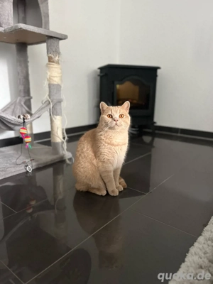 Britisch Kurzhaarkater Francis abzugeben