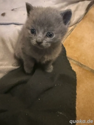 britisch kurzhaar kater