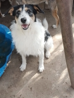 JACK - Traumzuhause gesucht (wartet in Rumänien) Bild 4