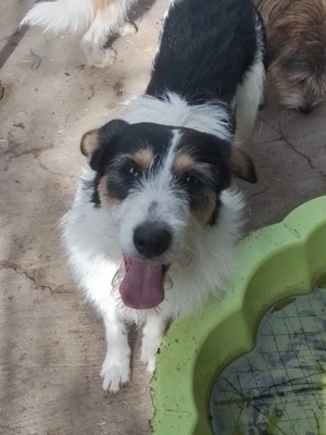 JACK - Traumzuhause gesucht (wartet in Rumänien) Bild 3