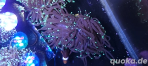 Meerwasser - Euphyllia - glabrescens