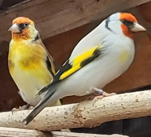 Stieglitz Major Hähne Achat u. Gelbschimmel natur  von 2025